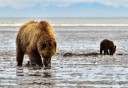 Photo of mama and her cub on the shoreline